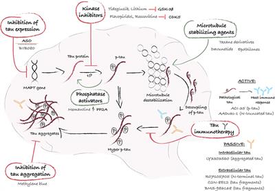 Targeting Tau to Treat Clinical Features of Huntington's Disease